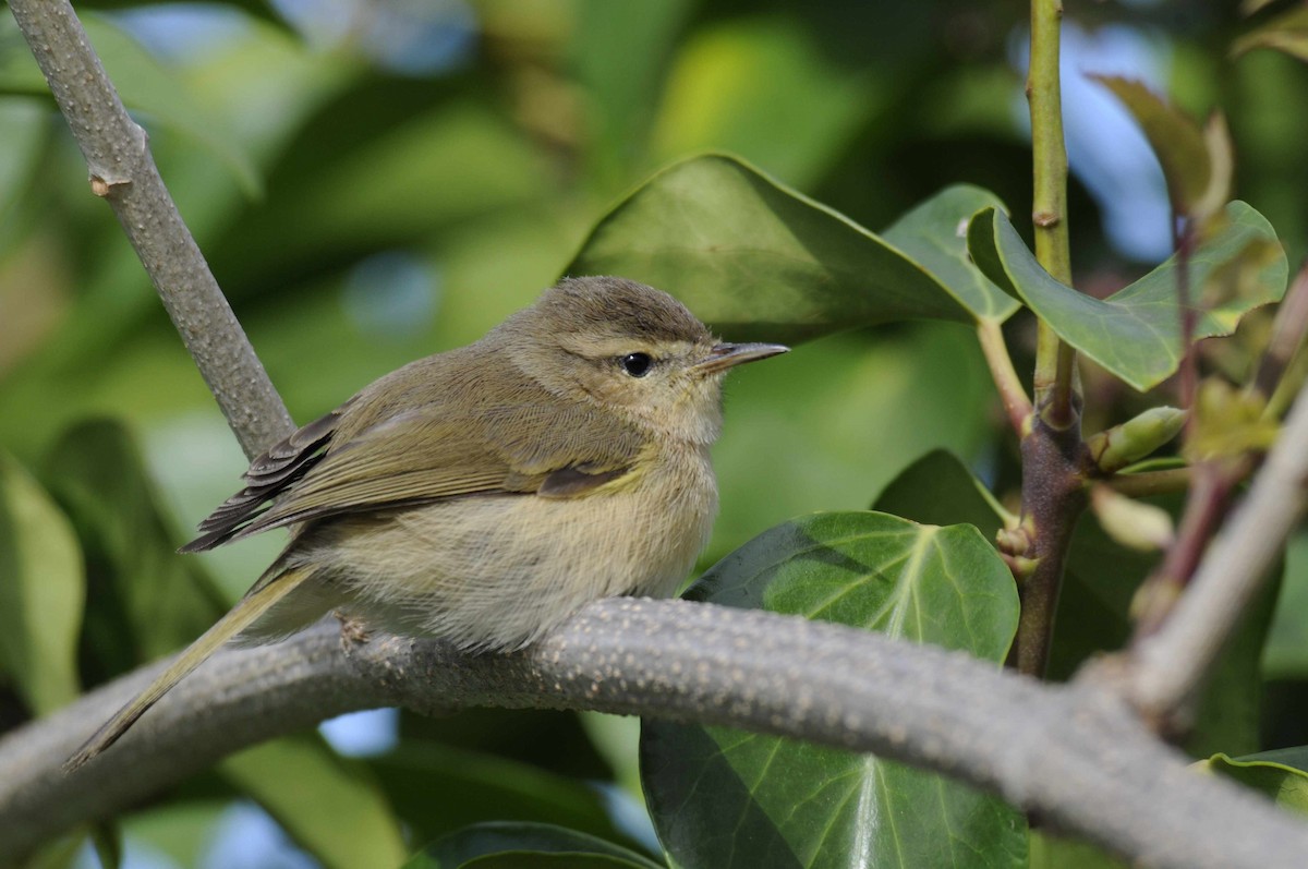 Canary Islands Chiffchaff - ML204789051