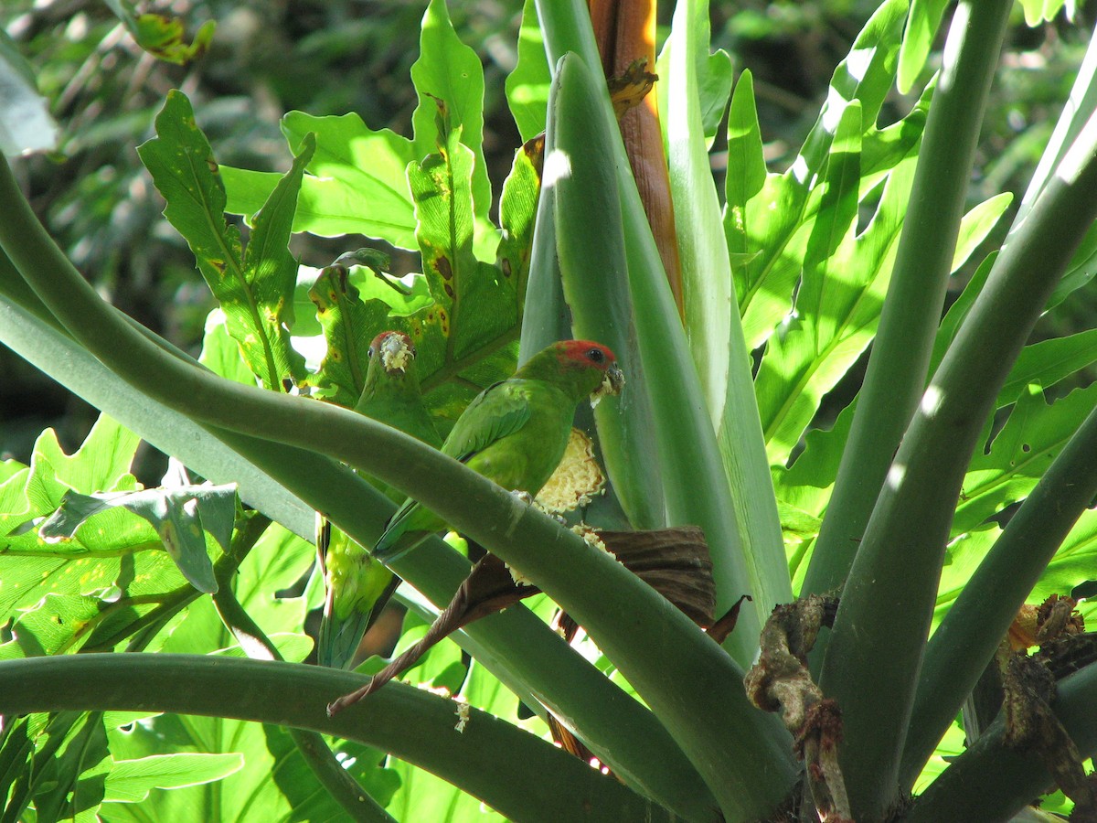 Pileated Parrot - ML204789171