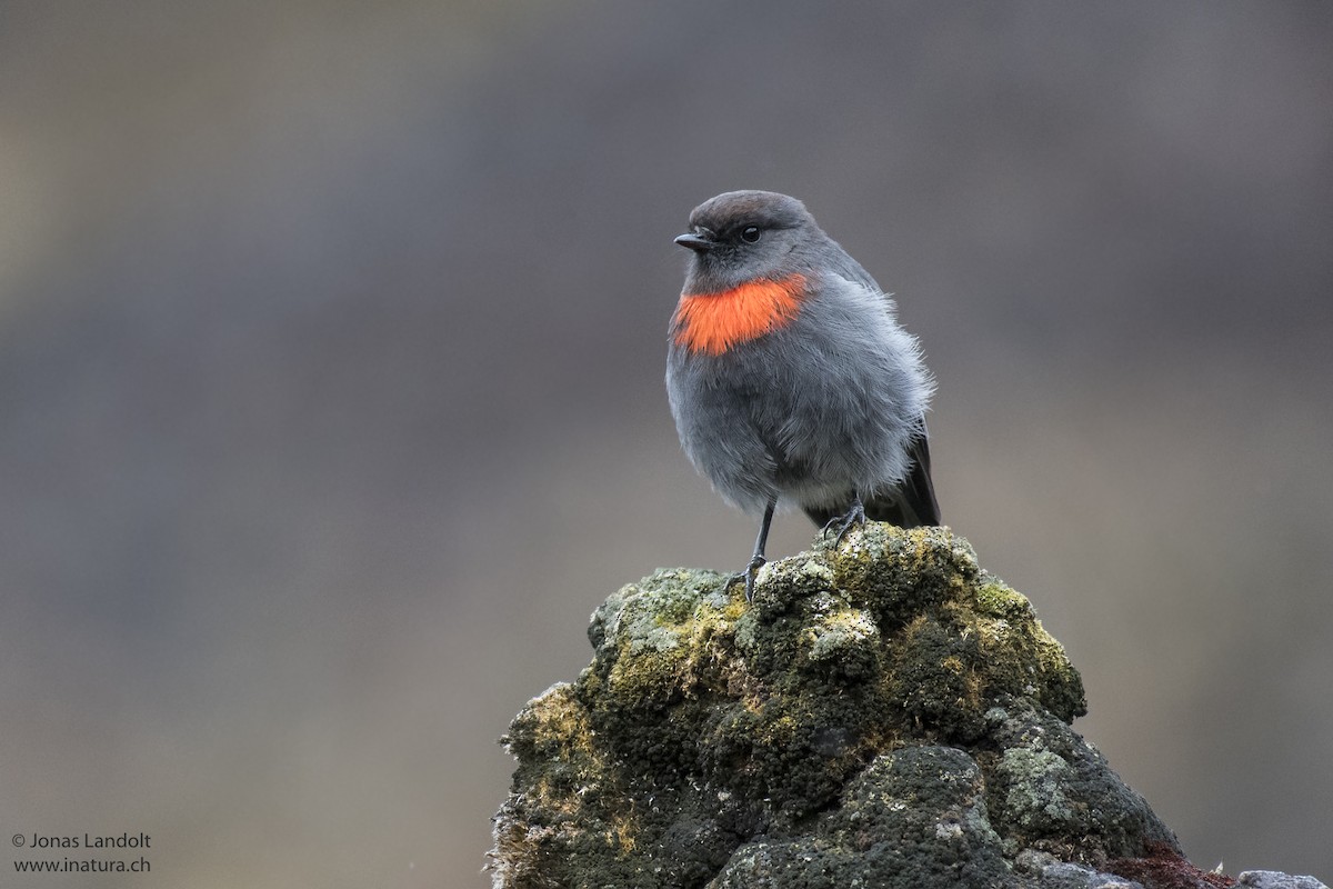 Snow Mountain Robin - Jonas Landolt