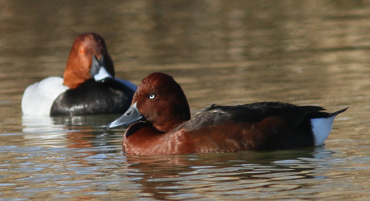 Ferruginous Duck - Michel Carre