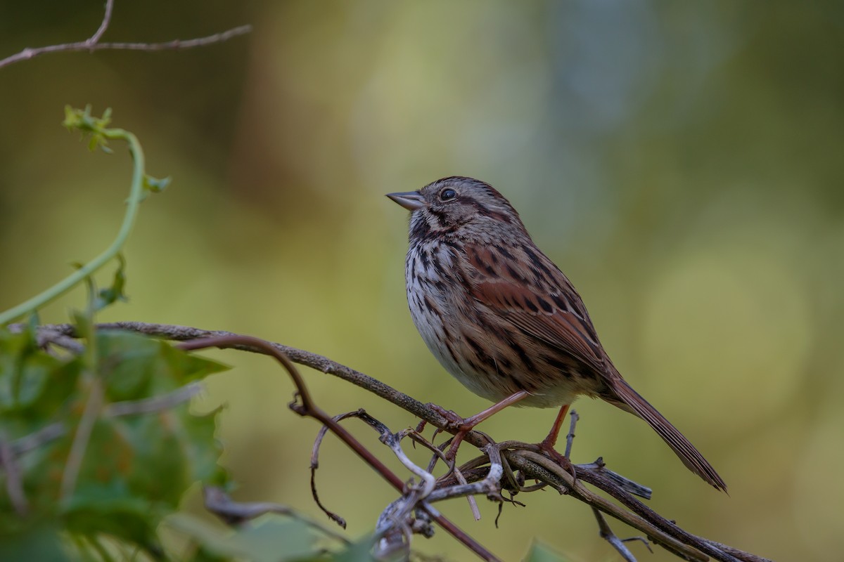 Song Sparrow - ML204789631