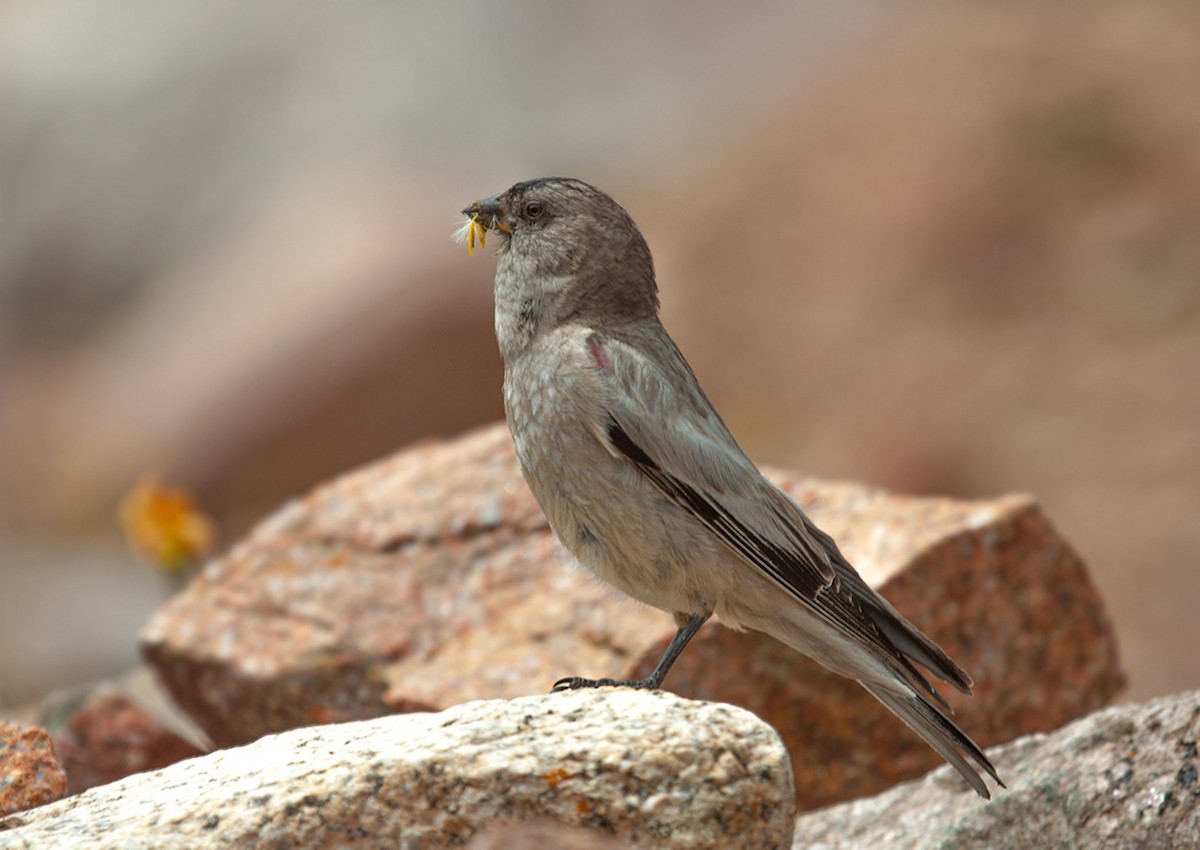 Black-headed Mountain Finch - Andrey Kovalenko