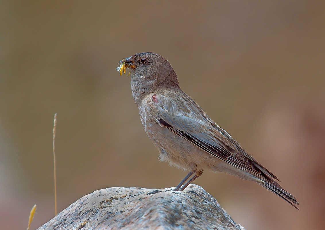 Black-headed Mountain Finch - ML204790031