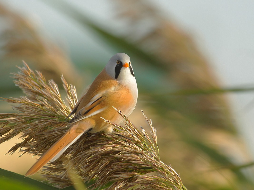 Bearded Reedling - ML204790051