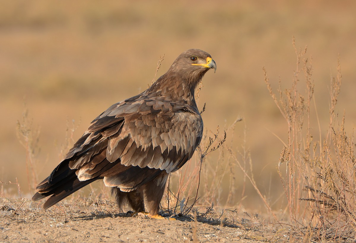 Steppe Eagle - ML204790061