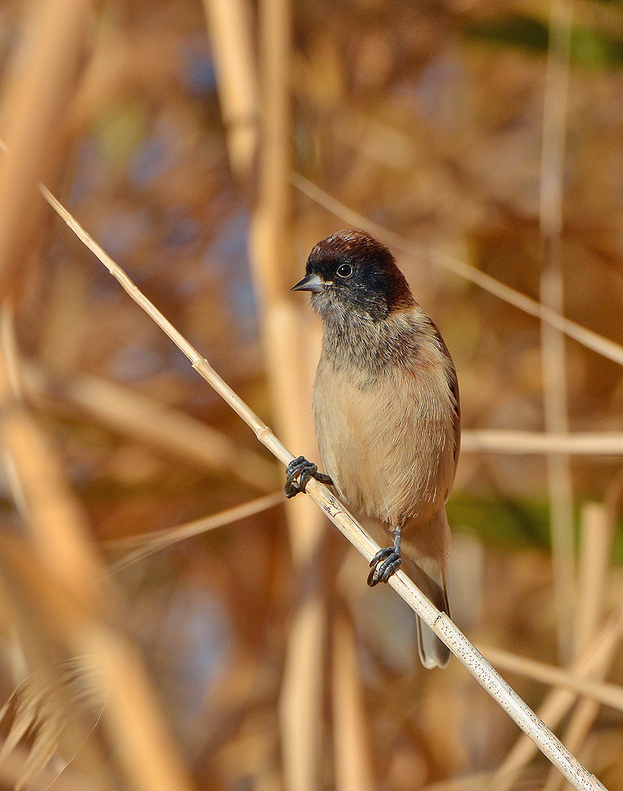 Black-headed Penduline-Tit - Andrey Kovalenko