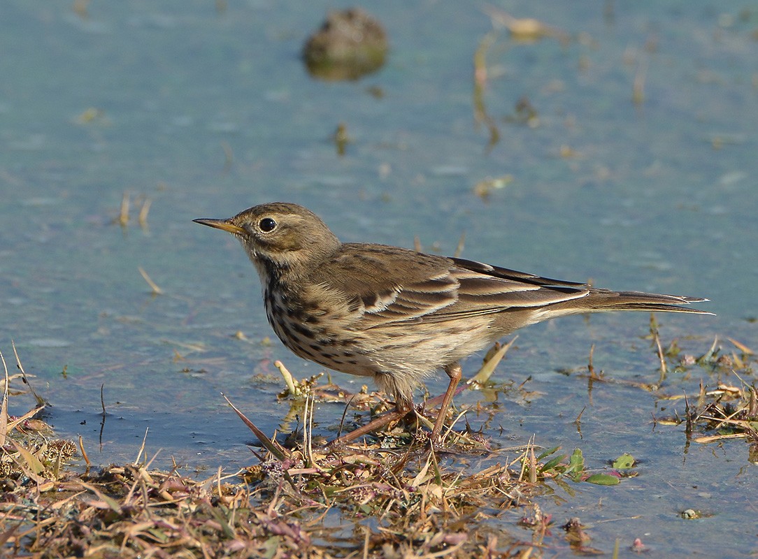 Siberian Pipit - ML204790091
