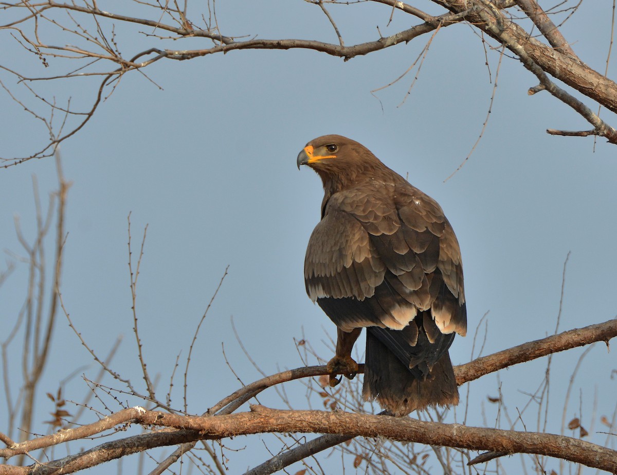 Steppe Eagle - ML204790101
