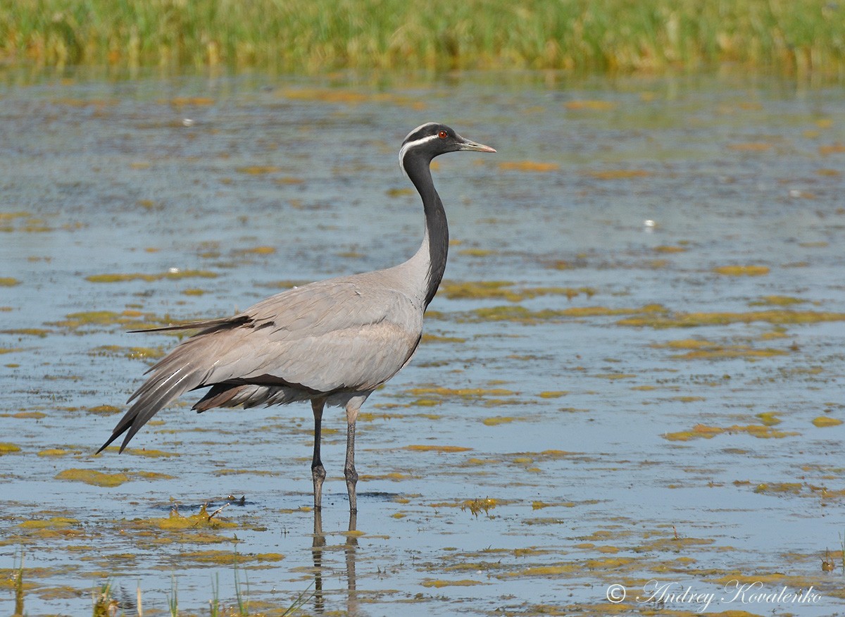 Grulla Damisela - ML204790201