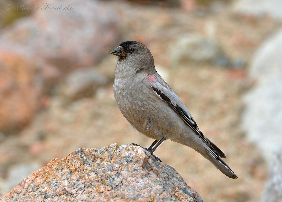 Black-headed Mountain Finch - ML204790261