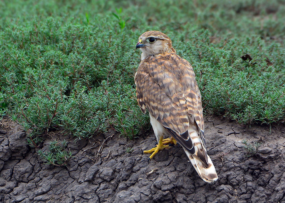 Merlin (Pallid) - ML204790331