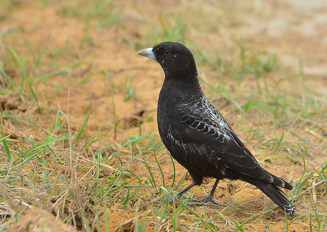 Calandria Negra - ML204790351