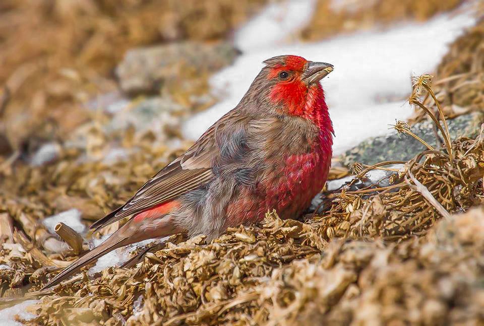 Red-fronted Rosefinch - ML204790371