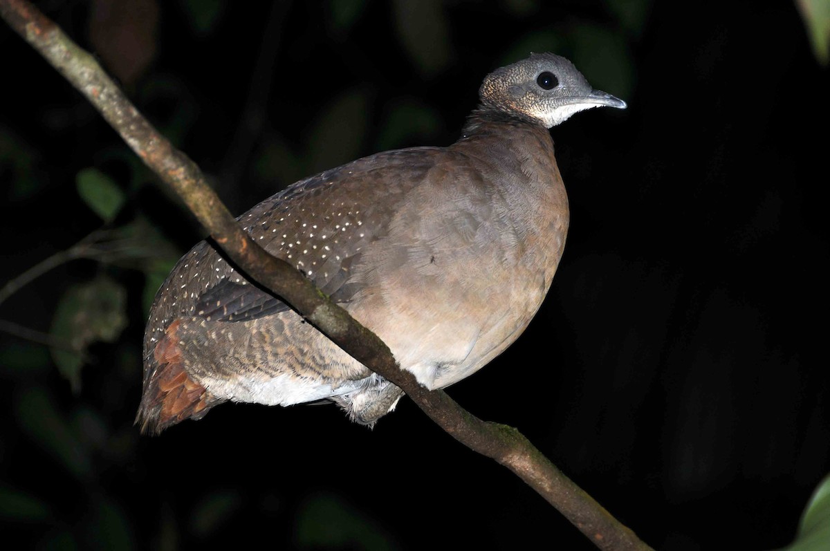 Tinamou à gorge blanche - ML204790401