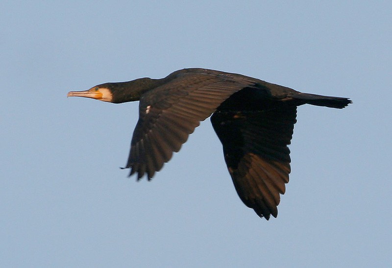 Great Cormorant (Eurasian) - ML204790791