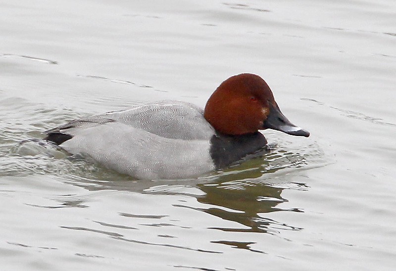 Common Pochard - ML204790861