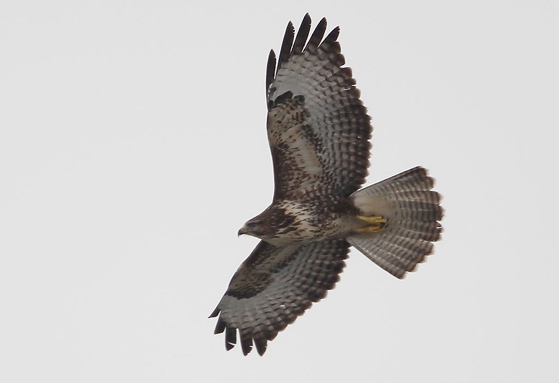 Common Buzzard (Western) - ML204790901