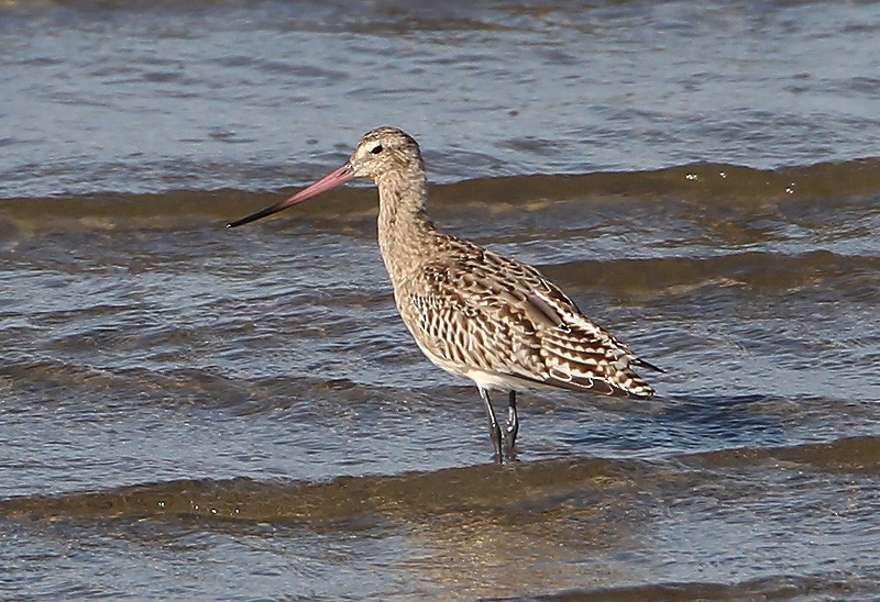 Bar-tailed Godwit (European) - ML204791181