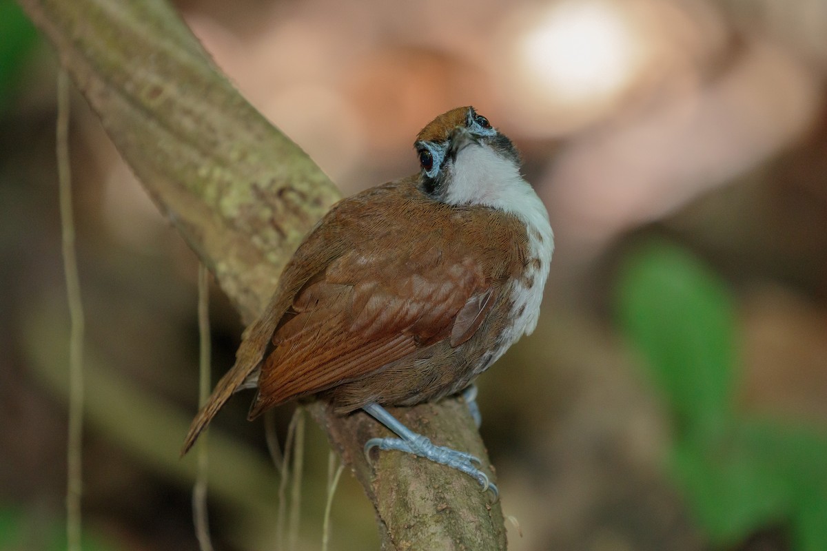 Bicolored Antbird - ML204791831