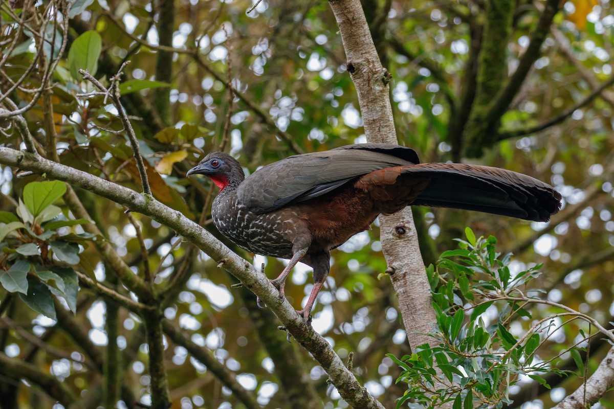 Crested Guan - Martin  Flack