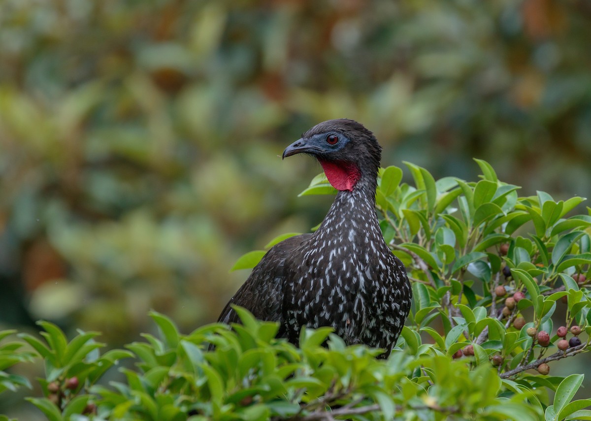 Crested Guan - Martin  Flack