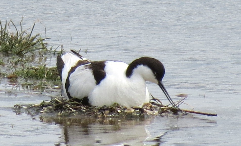 Avocette élégante - ML204792341