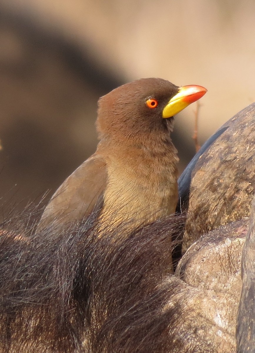 Yellow-billed Oxpecker - ML204792401