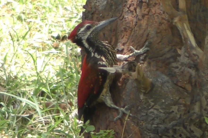 Red-backed Flameback - ML204792421