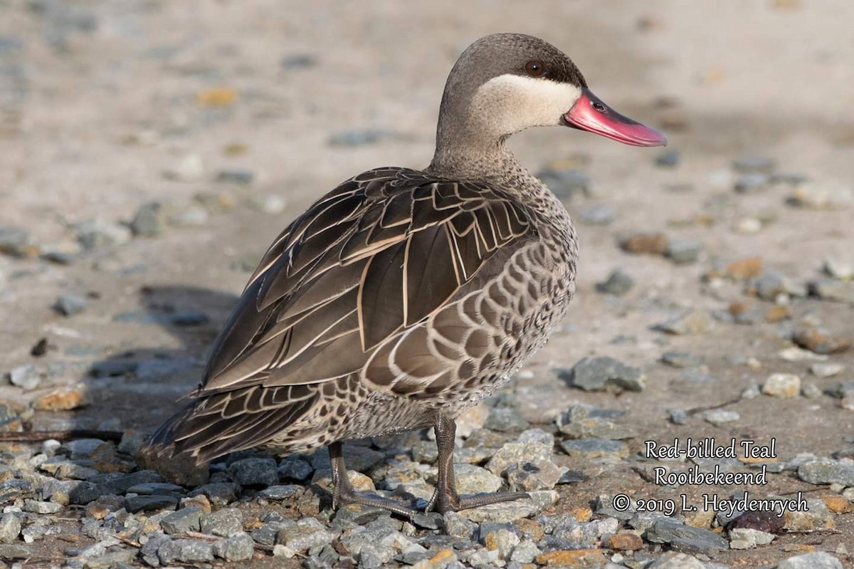 Red-billed Duck - ML204792521