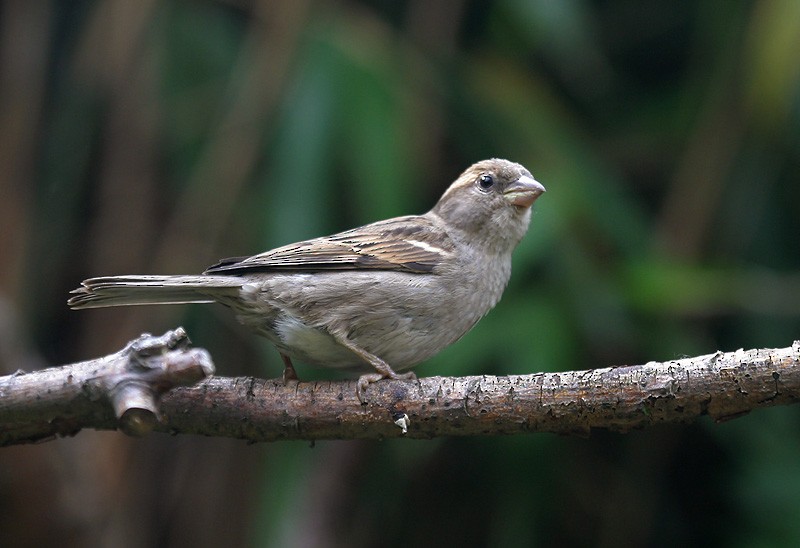 House Sparrow - Peter Vercruijsse