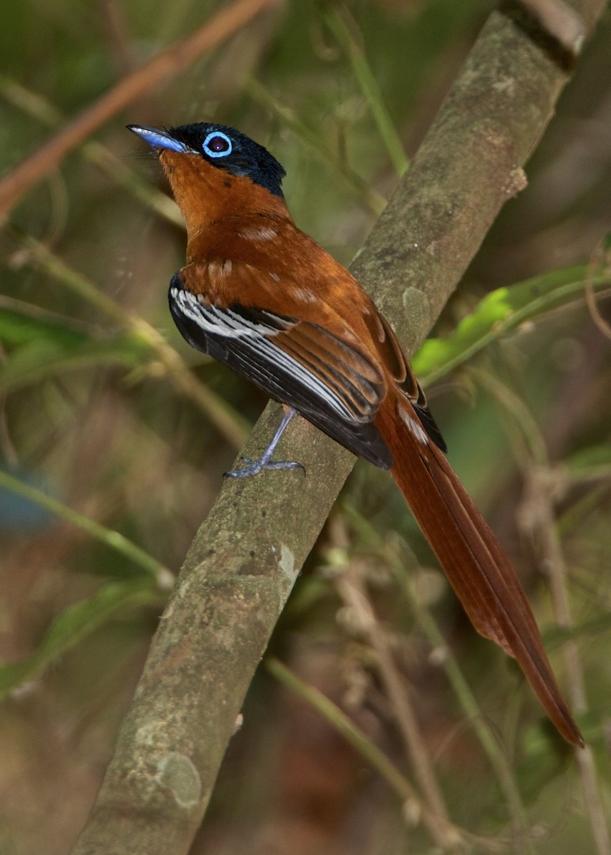 Malagasy Paradise-Flycatcher - ML204793261