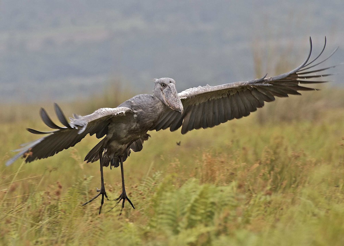 Shoebill - Lee Hunter