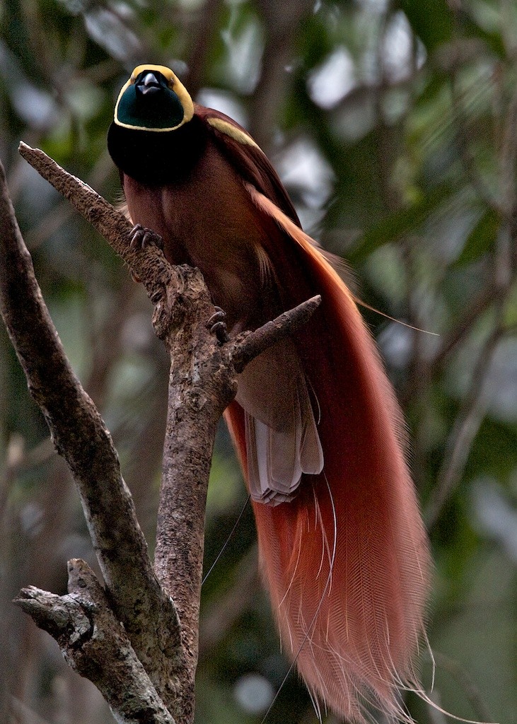 Raggiana Bird-of-Paradise - Lee Hunter