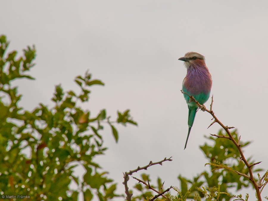Lilac-breasted Roller - ML204794871