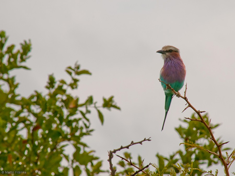 Lilac-breasted Roller - Martin Främke