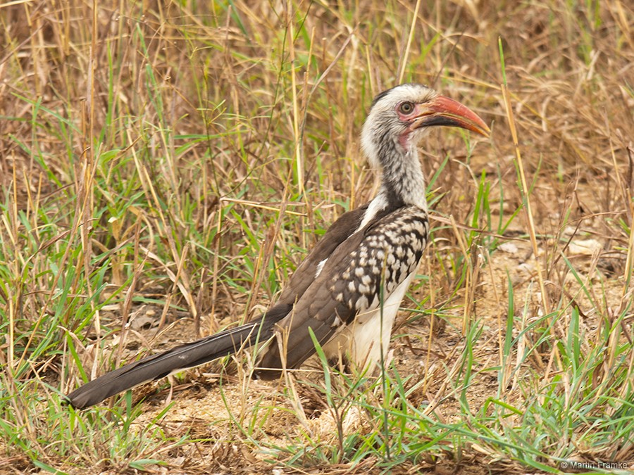 Southern Red-billed Hornbill - ML204794911