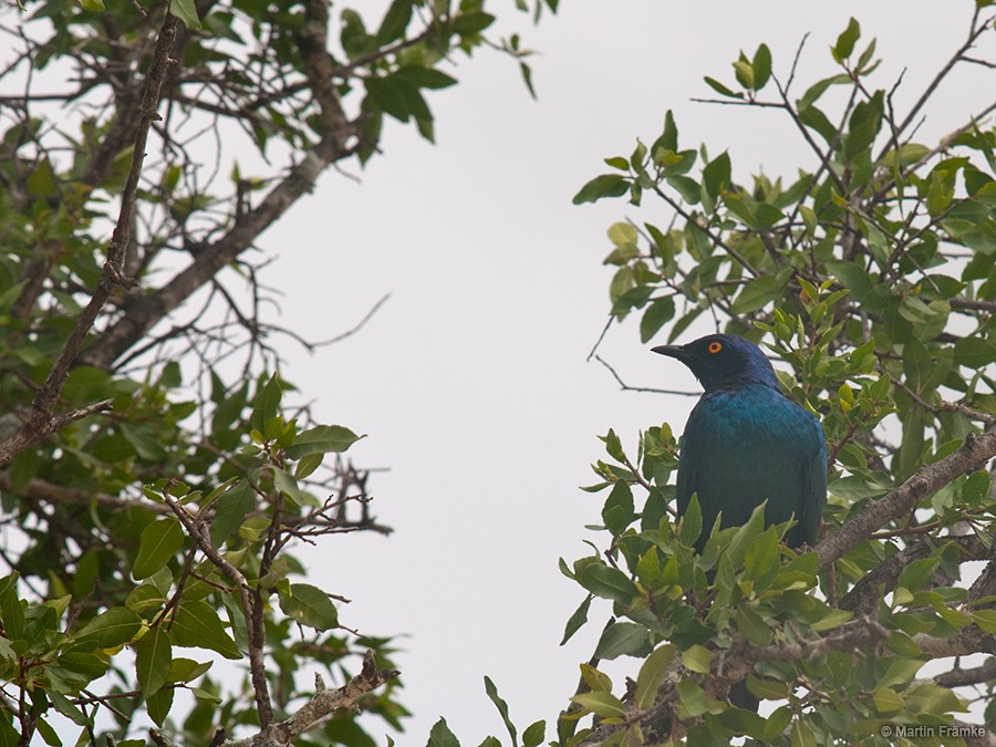 Greater Blue-eared Starling - ML204794931