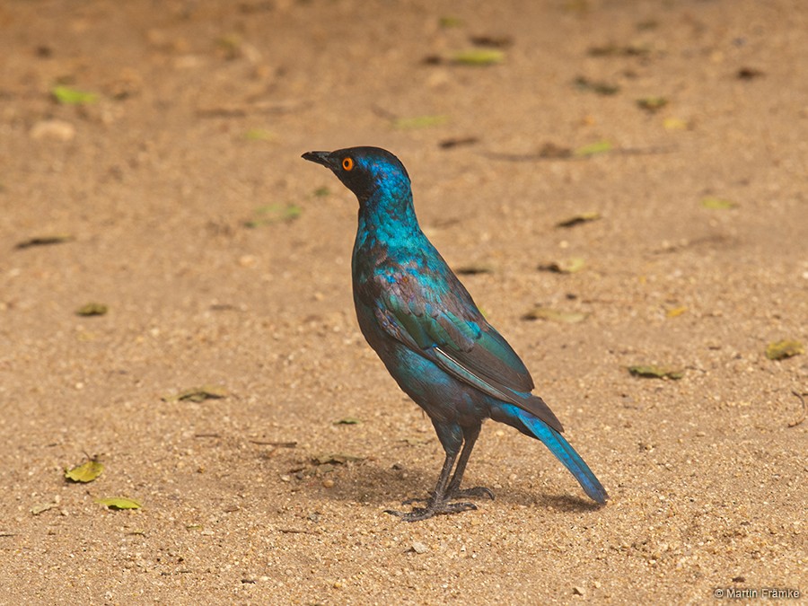 Greater Blue-eared Starling - ML204794951