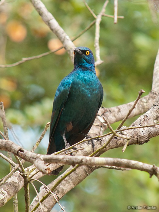 Greater Blue-eared Starling - ML204794961