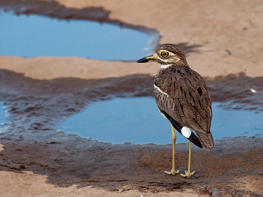 Water Thick-knee - ML204795001