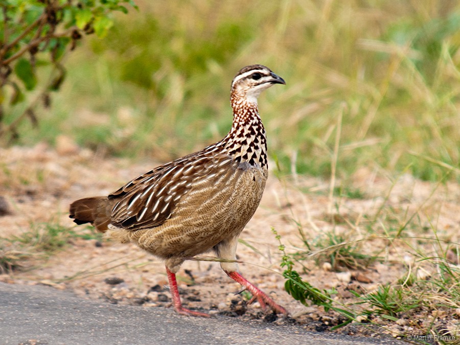 Crested Francolin - ML204795011