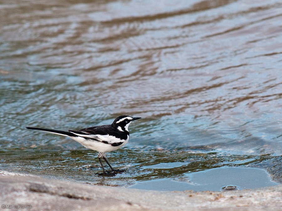 African Pied Wagtail - ML204795021