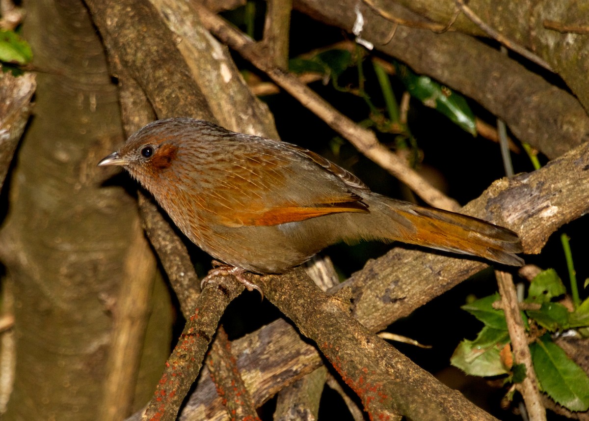 Streaked Laughingthrush - ML204795091