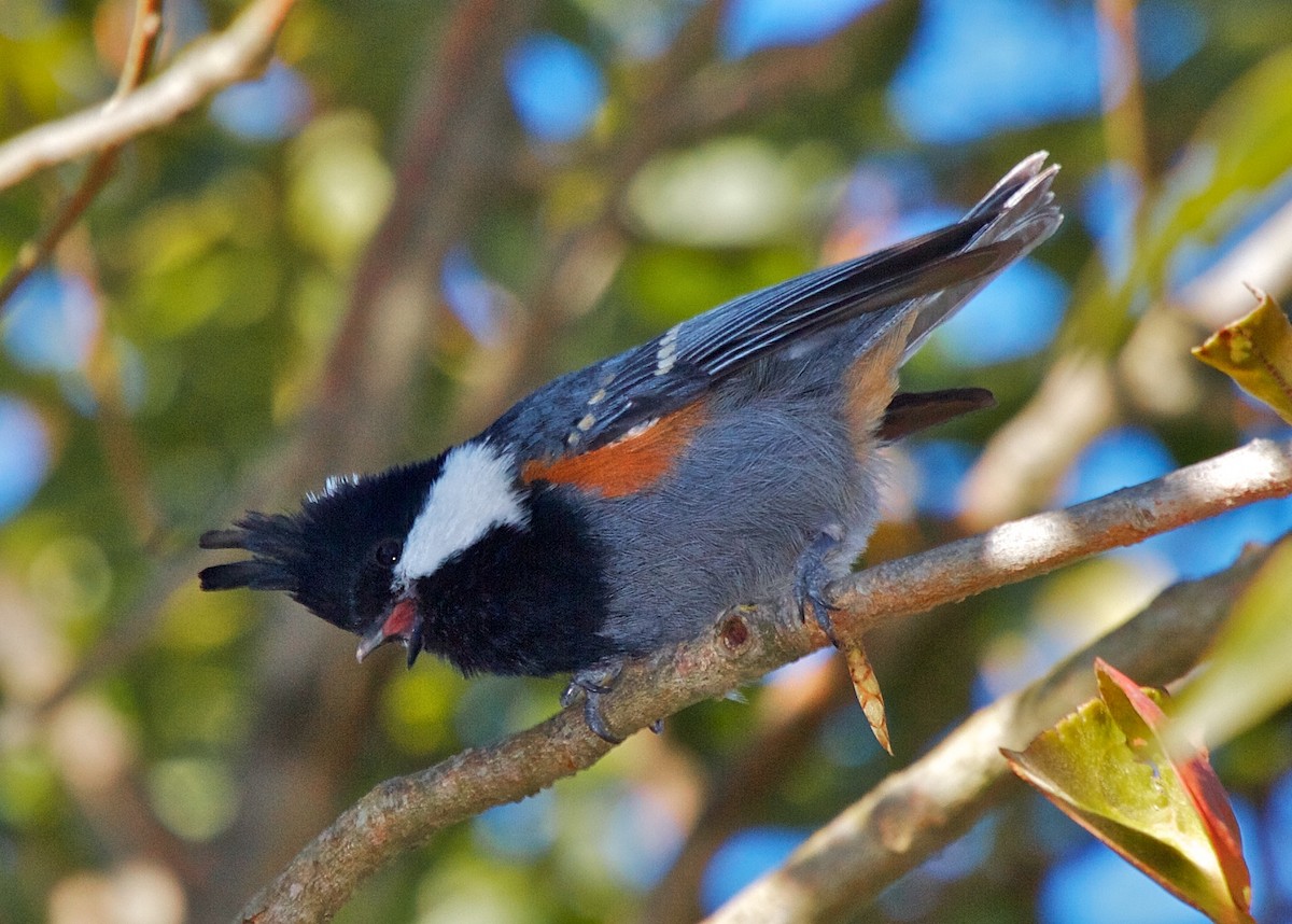 Coal Tit (Black-crested) - Lee Hunter