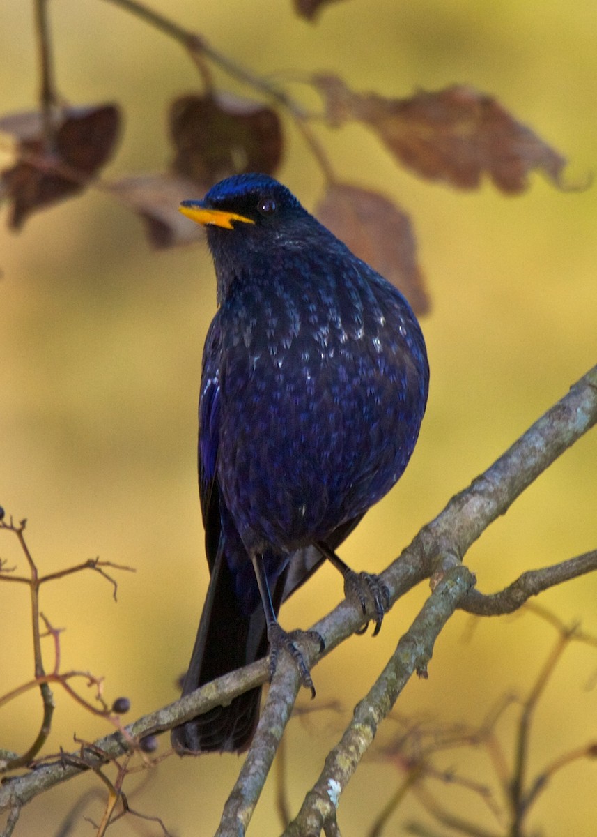 modravec siný [skupina flavirostris] - ML204795131