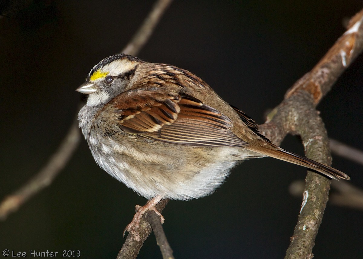 White-throated Sparrow - Lee Hunter