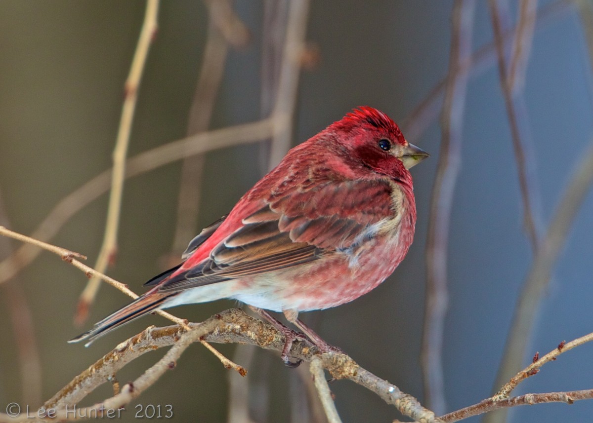 hýl nachový (ssp. purpureus) - ML204795371