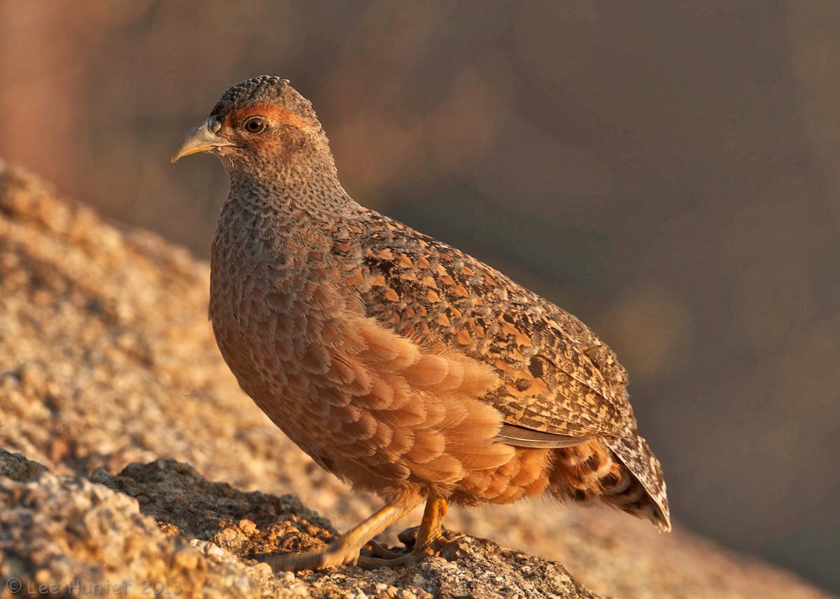 frankolín namibijský - ML204795401