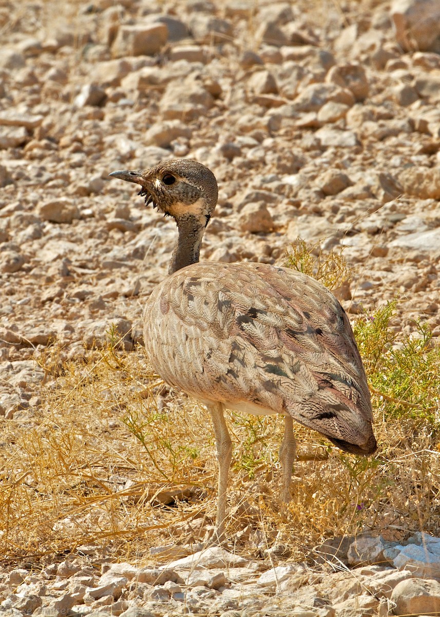 Sisón de Damaraland - ML204795451