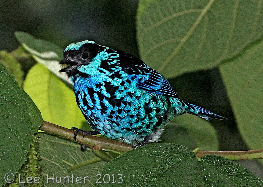 Beryl-spangled Tanager - ML204795561